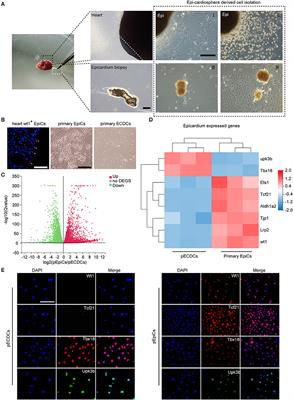 Epicardium-Derived Tbx18+ CDCs Transplantation Improve Heart Function in Infarcted Mice